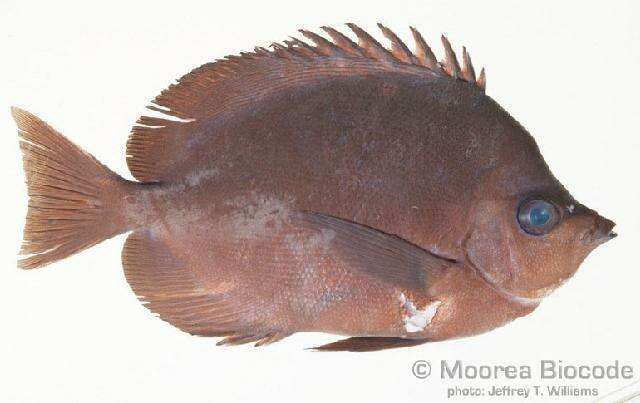 Image of Thompson's Butterflyfish