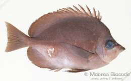 Image of Thompson's Butterflyfish