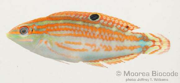 Image of Claudia's wrasse