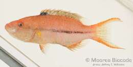 Image of Blackstripe wrasse