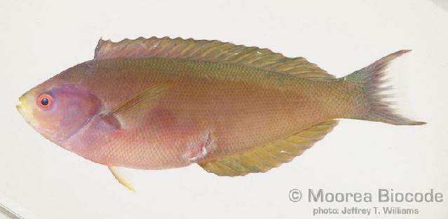 Image of Rust-banded wrasse