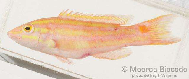 Image of Yellowstriped hogfish