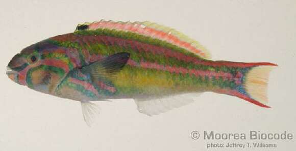 Image of Five striped surge wrasse