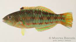 Image of Christmas wrasse