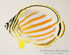 Image of Clown Butterflyfish