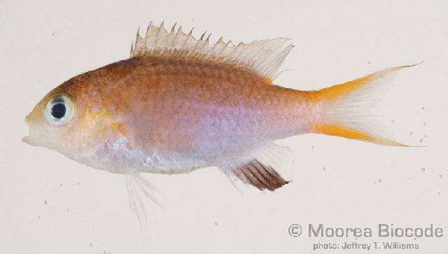 Sivun Chromis acares Randall & Swerdloff 1973 kuva