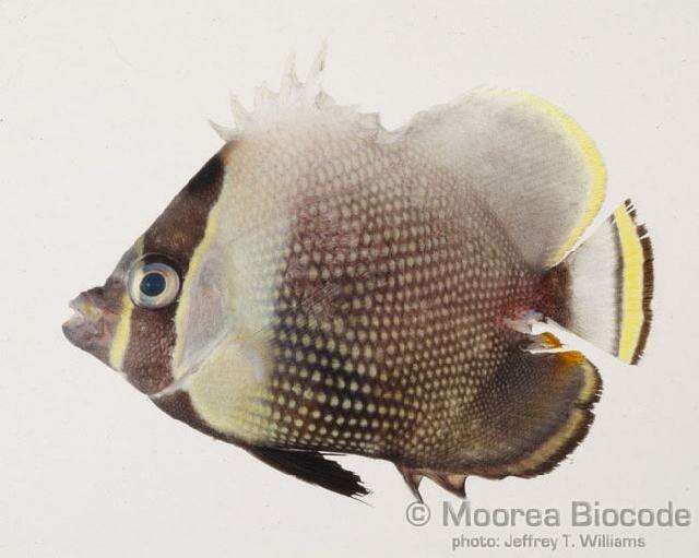 Imagem de Chaetodon reticulatus Cuvier 1831