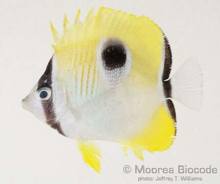 Image of Limespot Butterflyfish