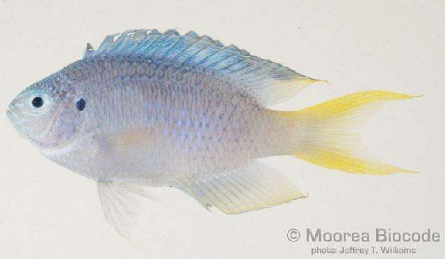 Image of Blue damsel