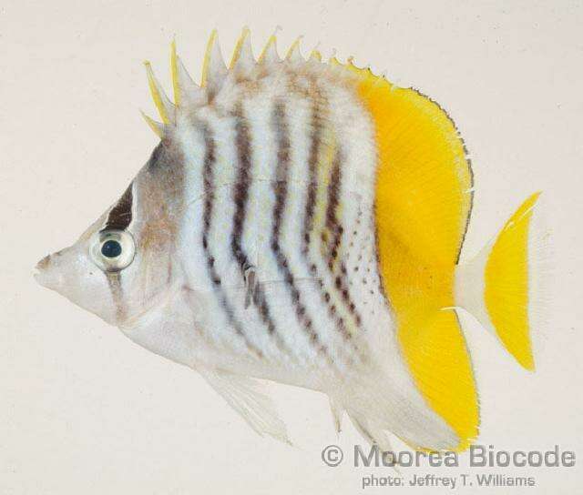 Image of Atoll Butterflyfish