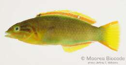 Image of Green moon wrasse