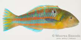 Image of Christmas wrasse