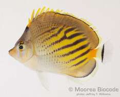 Imagem de Chaetodon pelewensis Kner 1868