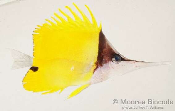 Image of Big long-nosed Butterflyfish