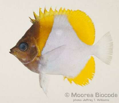 Image of Pyramid Butterflyfishes