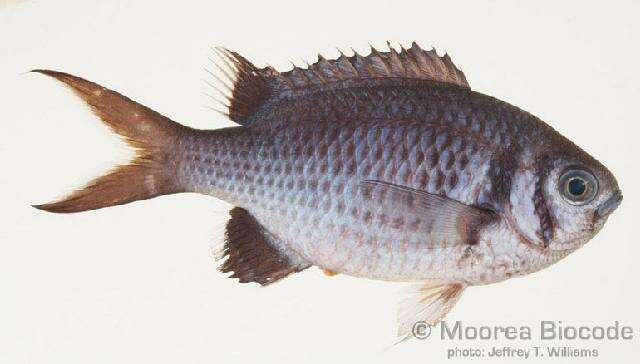 Image of Pale-tail chromis