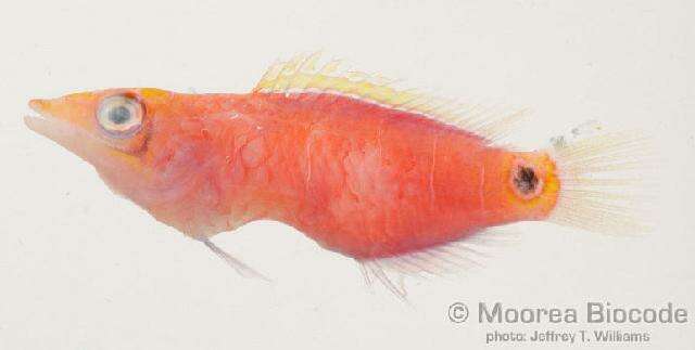 Image of Magenta Wrasse