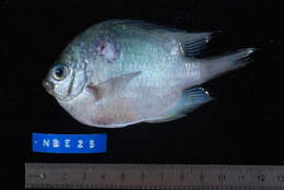 Sivun Amblyglyphidodon indicus Allen & Randall 2002 kuva