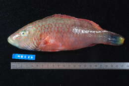 Image of Bandcheek wrasse