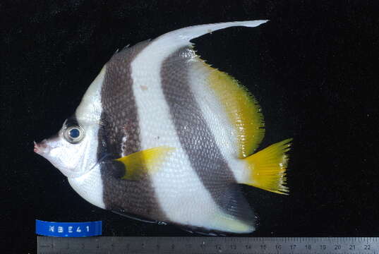 Image of Bannerfish