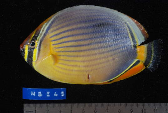 Image of Lineated Butterflyfish