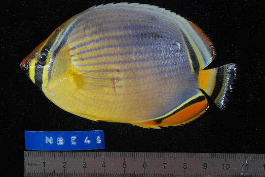 Image of Lineated Butterflyfish