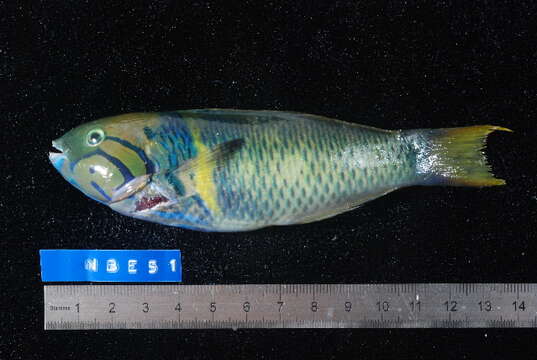 Image of Goldbar wrasse