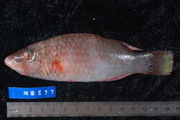 Image of Bandcheek wrasse