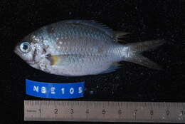 Chromis xanthochira (Bleeker 1851)的圖片