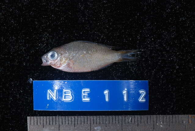 Chromis xanthochira (Bleeker 1851)的圖片