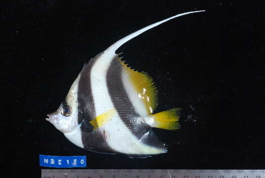 Image of Bannerfish