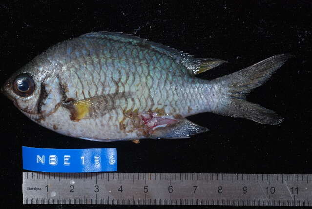 Chromis xanthochira (Bleeker 1851)的圖片