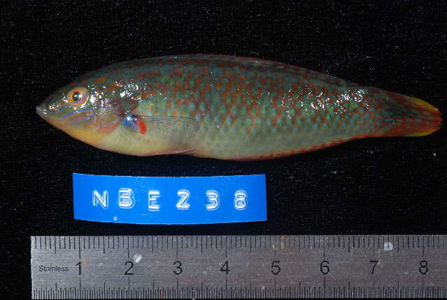 Image of Bubblefin Wrasse