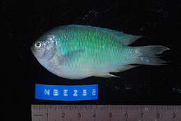 Image of Blue damsel