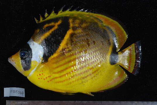 Image of Halfmoon Butterflyfish