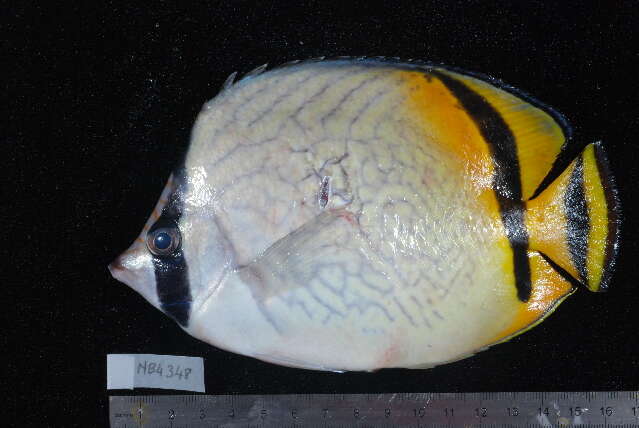 Image of Butterfly fish