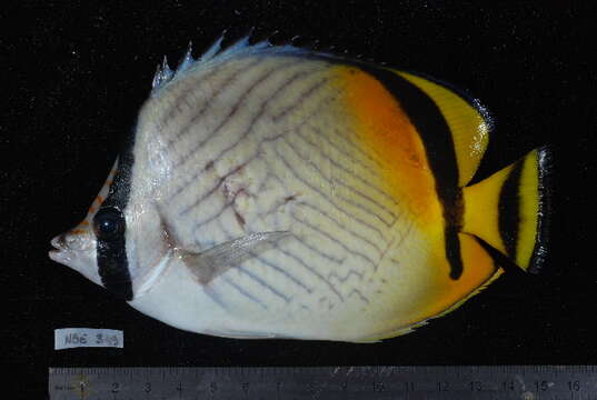 Image of Butterfly fish