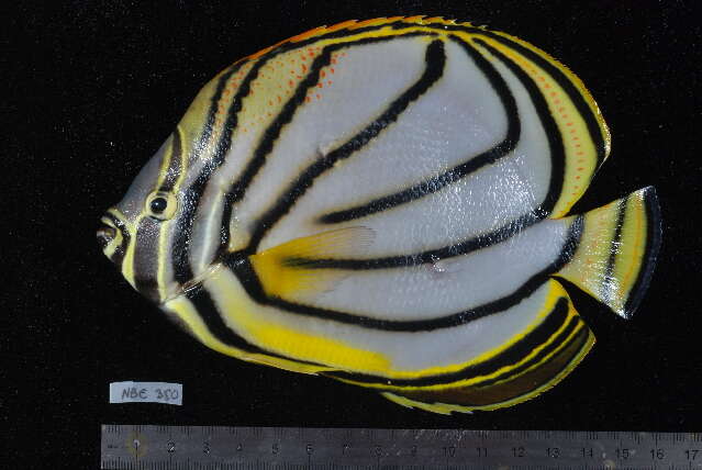 Image of Maypole Butterflyfish