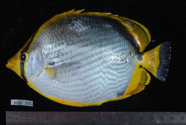 Image of Black-back Butterflyfish