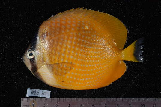 Image of Blacklip Butterflyfish