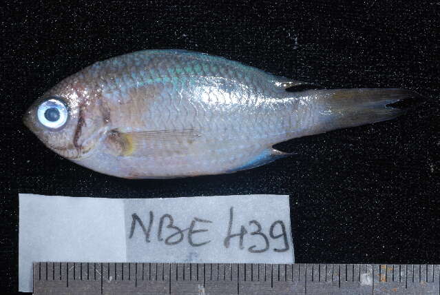 Chromis xanthochira (Bleeker 1851)的圖片