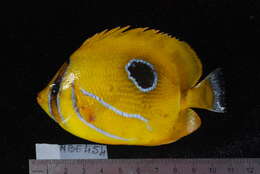 Image of Archer Butterflyfish
