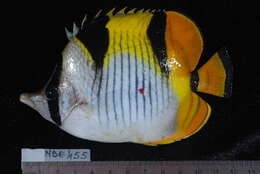 Image of Blackwedged Butterflyfish