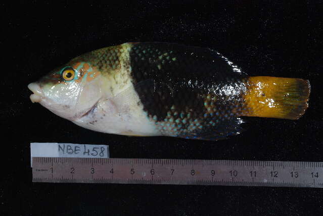 Image of Blackedge thicklip wrasse