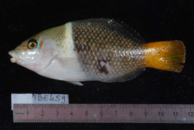 Image of Blackedge thicklip wrasse