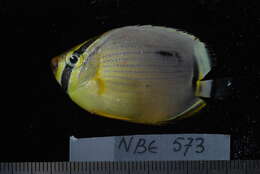 Imagem de Chaetodon trifasciatus Park 1797