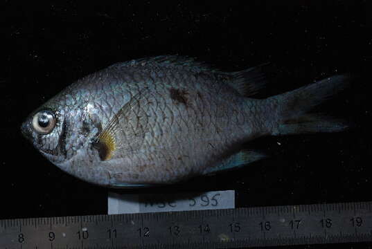 Chromis xanthochira (Bleeker 1851)的圖片