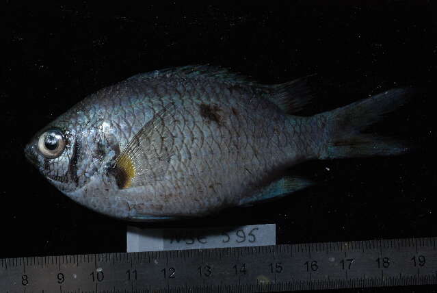 Chromis xanthochira (Bleeker 1851)的圖片