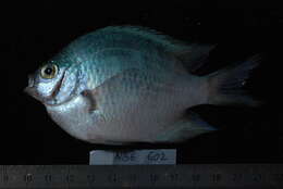 Sivun Amblyglyphidodon indicus Allen & Randall 2002 kuva