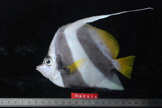 Image of Bannerfish